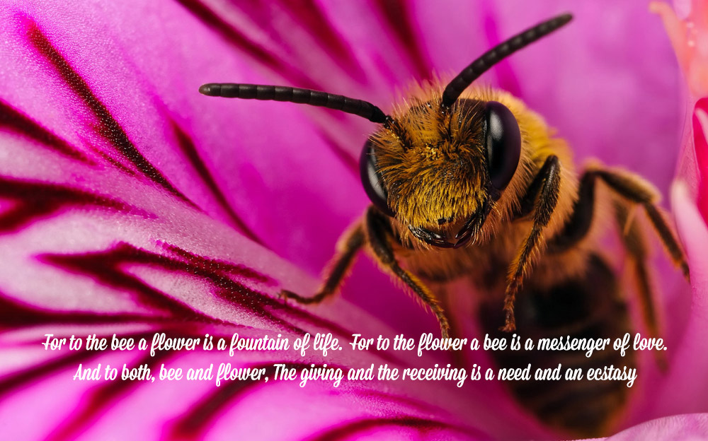 Bee-on-Flower